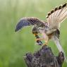 Gheppio - Common Kestrel