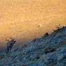 Cervo - Red deer (Cervus elaphus)