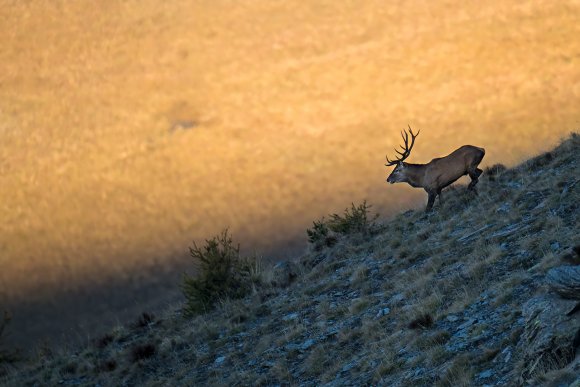 Cervo - Red deer (Cervus elaphus)