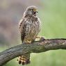 Gheppio - Common Kestrel