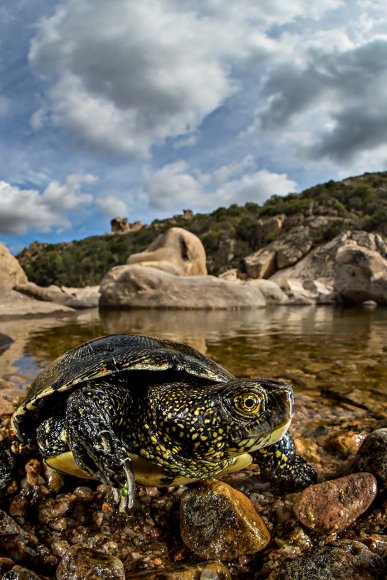 Testuggine palustre europea - European pond turtle (Emys orbicularis)