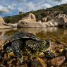 Testuggine palustre europea - European pond turtle (Emys orbicularis)