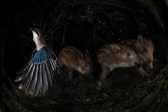 Cinghiale - Wild boar