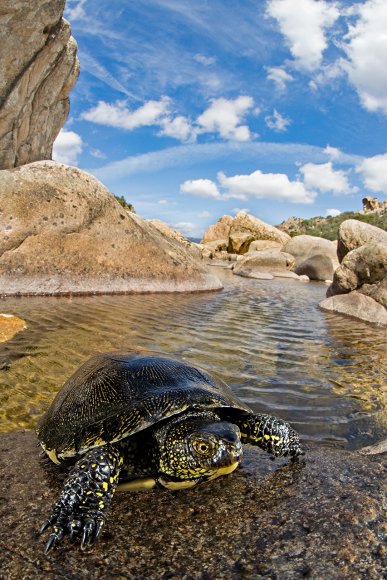 Testuggine palustre europea - European pond turtle (Emys orbicularis)