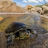 Testuggine palustre europea - European pond turtle (Emys orbicularis)