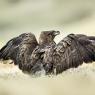 Poiana - Common buzzard (Buteo buteo)