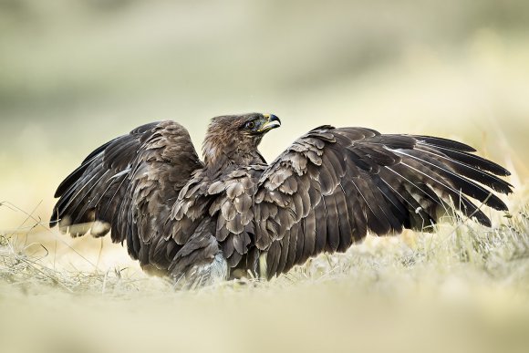 Poiana - Common buzzard (Buteo buteo)