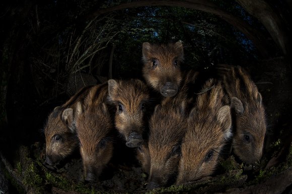 Cinghiale - Wild boar