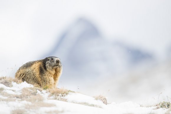 Marmotta - Marmot