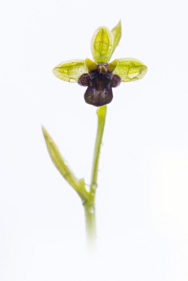 Ophrys bombilyflora