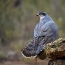 Astore - Goshawk (Accipiter gentilis)