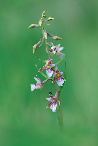 Epipactis palustris