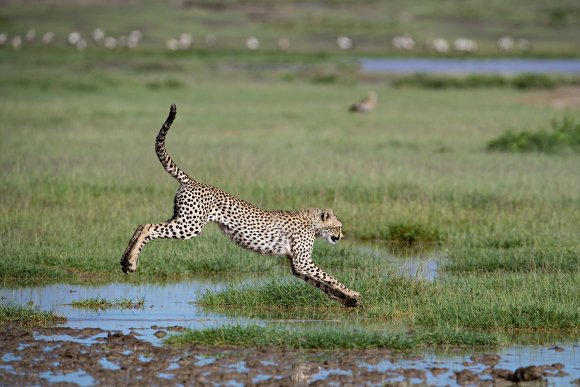 Cheetah