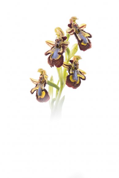 Ophrys speculum