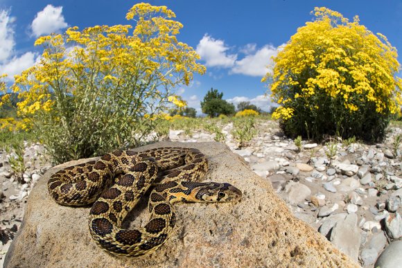 Ferro di cavallo - Horseshoe whip snake (Hemorrhois hippocrepis)