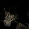 Assiolo - Scops owl