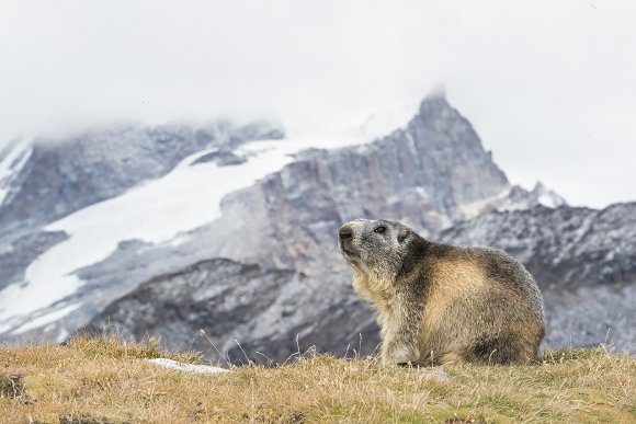 Marmotta - Marmot