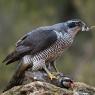 Astore - Goshawk (Accipiter gentilis)