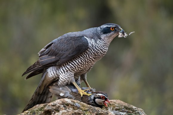 Astore - Goshawk (Accipiter gentilis)