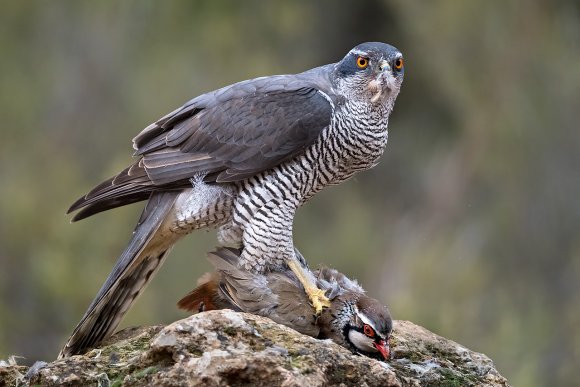 Astore - Goshawk (Accipiter gentilis)