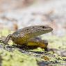 Algiroide nano - Pygmy algyroides (Algyroides fitzingeri)