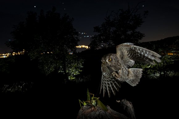 Assiolo - Scops owl