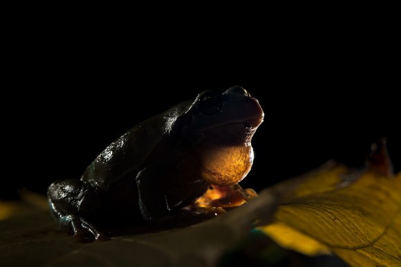 Raganella intermedia - Italian tree frog (Hila intermedia)