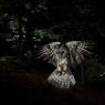 Allocco - Tawny owl (Strix aluco)