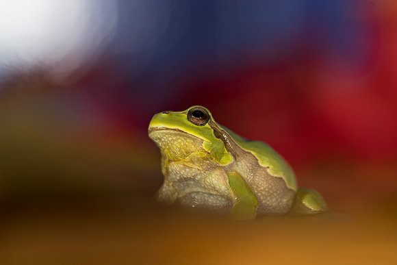 Raganella intermedia - Italian tree frog (Hila intermedia)