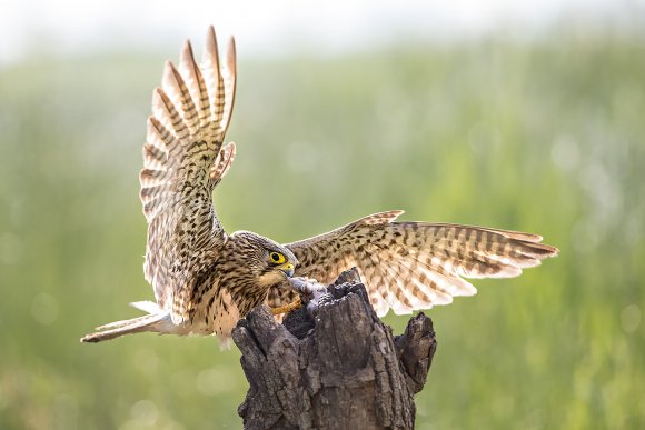 Gheppio - Common Kestrel