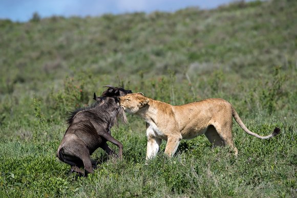 Leone - Lion (Panthera leo)