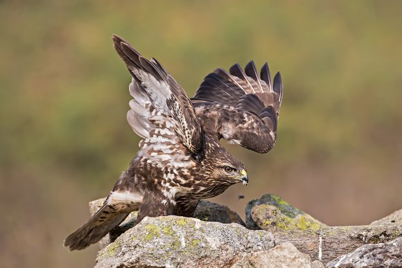 Poiana - Common  Buzzard (Buteo buteo)