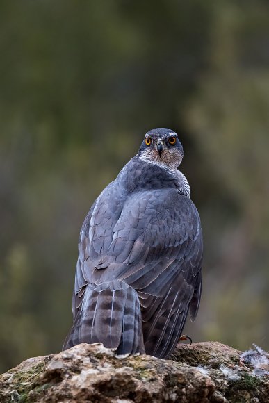 Astore - Goshawk (Accipiter gentilis)