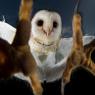 Barbagianni - Barn owl (Tyto alba)