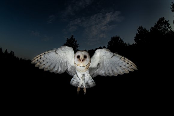 Barbagianni - Barn owl (Tyto alba)