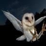 Barbagianni - Barn owl (Tyto alba)