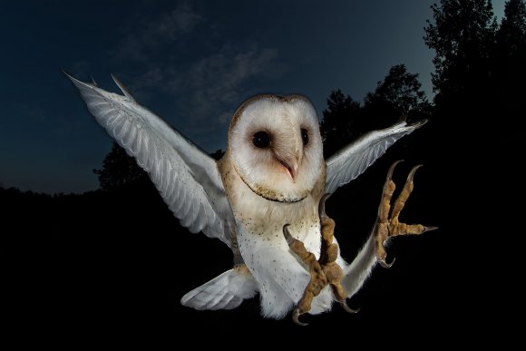 Barbagianni - Barn owl (Tyto alba)