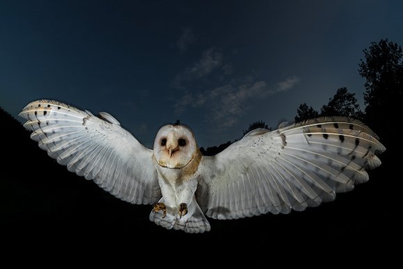 Barbagianni - Barn owl (Tyto alba)