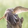 Gheppio - Common Kestrel