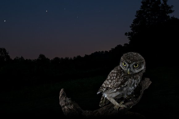 Civetta - Little owl