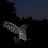 Civetta - Little owl