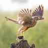 Gheppio - Common Kestrel