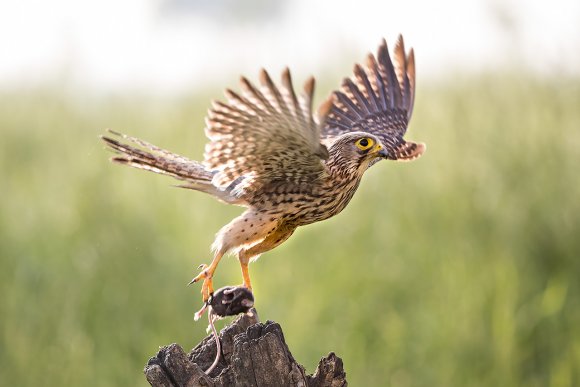 Gheppio - Common Kestrel