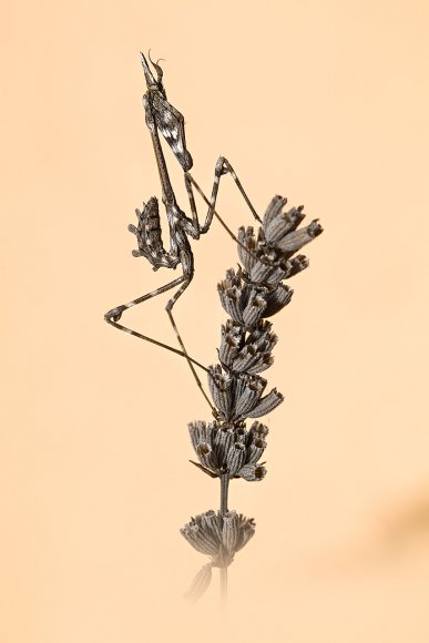 Empusa Pennata