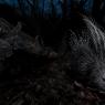 Istrice - Crested porcupine (Hystrix cristata)