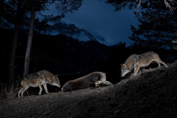 Lupo italico - Italian wolf