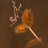 Empusa Pennata