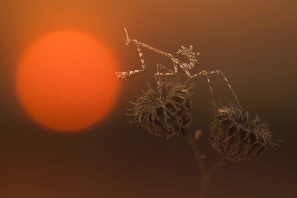 Empusa Pennata