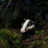 Tasso - European badger