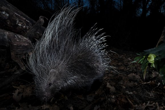 Istrice - Crested porcupine (Hystrix cristata)